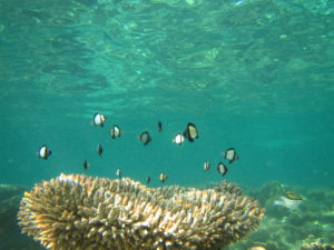 Damselfish (Dascyllus reticulatus) hovering over a Acropora coral.