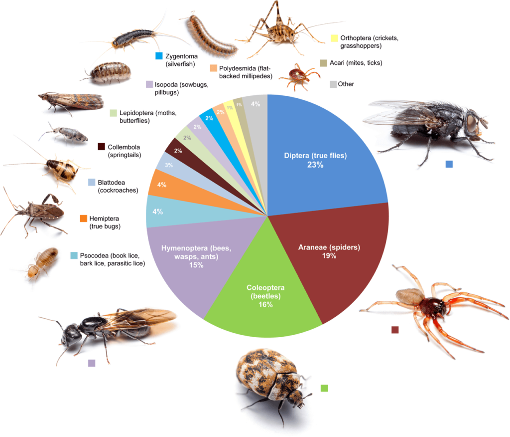 Proportion of different arthropods found in homes: there are a lot of flies and spiders. Bertone et al, CC BY