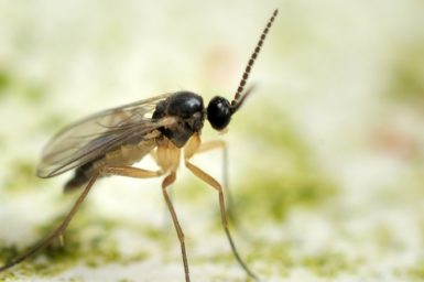 Fungus gnats are one the many athropods that find their way into our homes. Gnat image from www.shutterstock.com