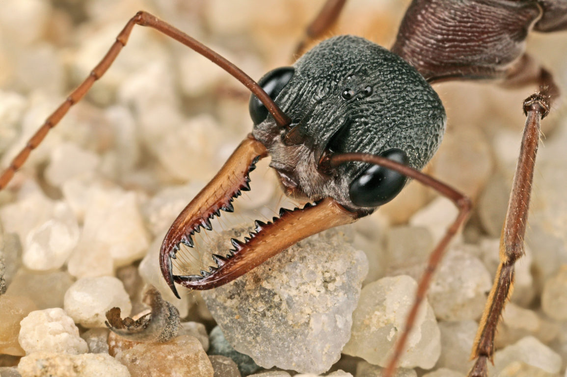 extreme close-up image of a bull ant's head