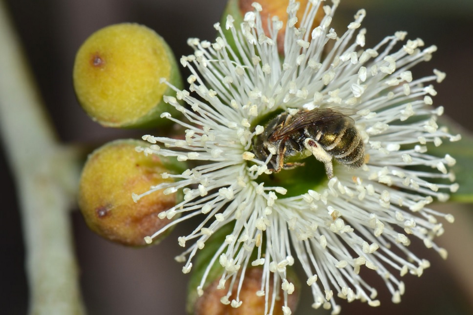 Lipotriches flavoviridis - a common native Australian bee. Image credit: flickr.com/jean_hort