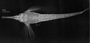 Black and white x-ray of seamoth fish.