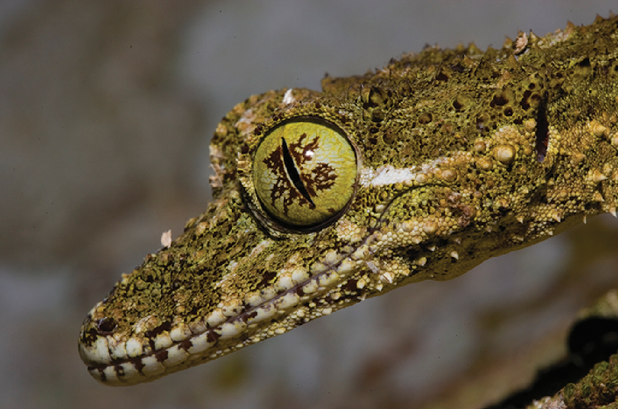 Close up of a gecko to show it's eye