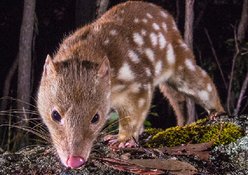 Five cool critters that find comfort in the dark – CSIROscope