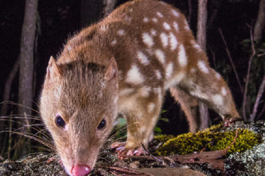 A spotted quoll on a rock