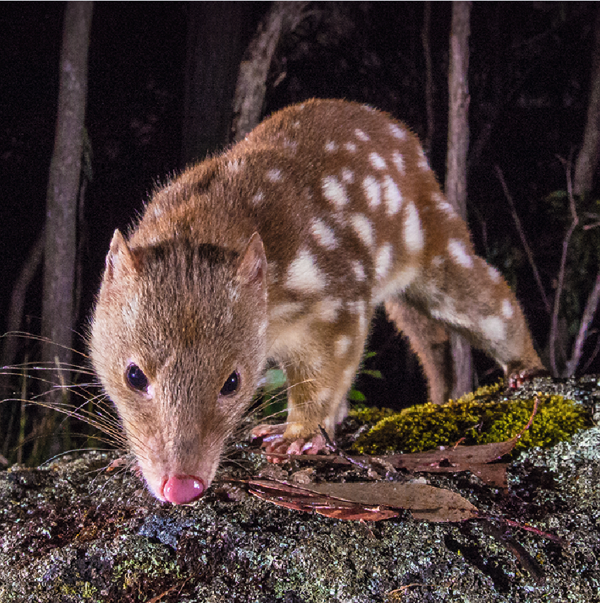 A spotted quoll on a rock - wildlife after dark