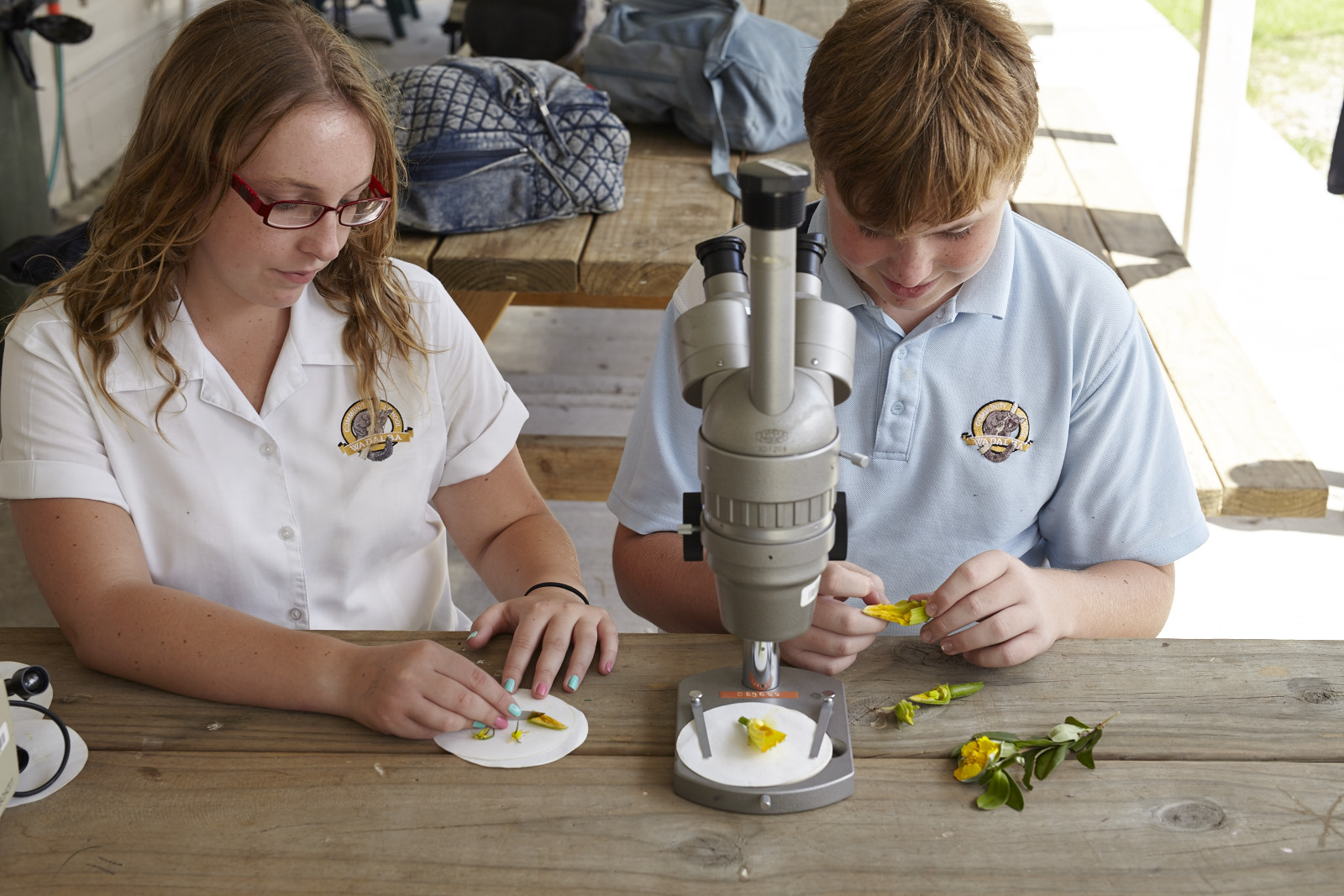 Two students are sitting at a table doing a classroom science experiment. The female student on the right is looking at the pollen of a plant on a circular white sheet of paper. The male student on the left has a microscope in front of him and he is prepping a plant to view under the microscope.