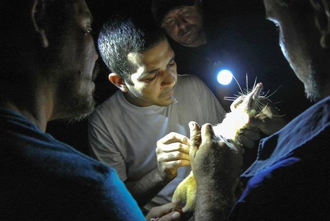 From Science Daily - "ZooDom veterinarian Adrell Nunez (center) draws blood from a solenodon for DNA samples. Researchers caught the venomous mammal by allowing it to walk across their bodies at night in the forests of the Dominican Republic." Pictured from left to right: Nicolas De J. Corona, Adrell Nunez, Taras K. Oleksyk, and Yimell Corona. 