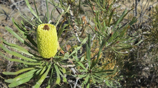 The Candle Banksia (Banksia attenuata) was one of six banksia species surveyed to determine the effect of climate change. 
