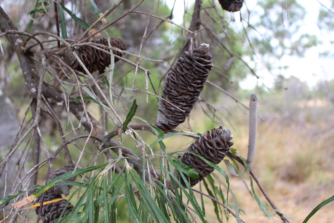 The Western Swamp Banksia (Banksia littoralis) cones that inspired May Gibbs’ bad banksia men.