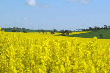 A field of yellow canola flowers