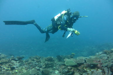 Our Research Scientists completing a survey to assess relative abundance of coral as part of the shallow reef research Image - Damian Thomson