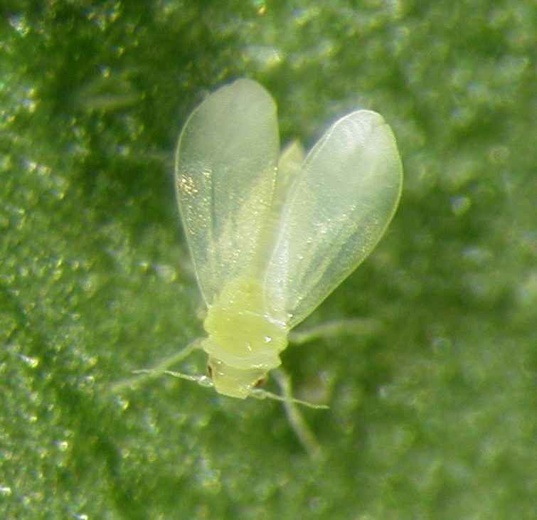 Silverleaf whitefly is a major invasive pest, attacking over 600 plant species including many vegetables and cotton.
