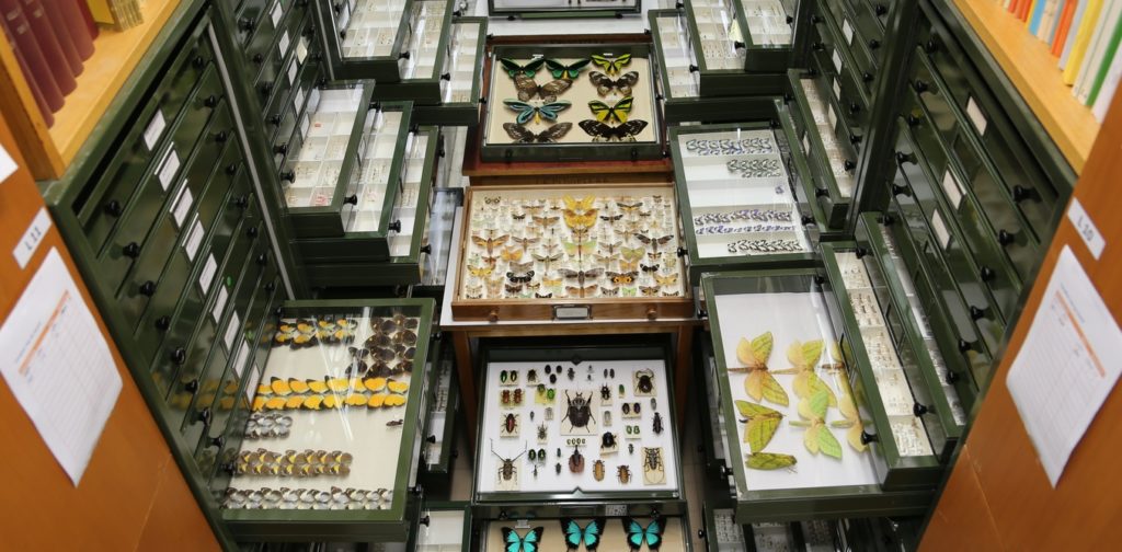 Some of the many yet-to-be named species in the Australian National Insect Collection. Image credit - Alan Landford 