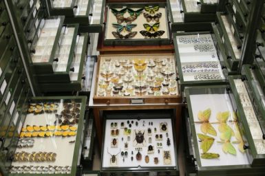 Some of the many yet-to-be named species in the Australian National Insect Collection. Image credit - Alan Landford