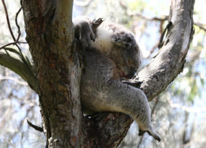 A koala in Coolart, Victoria. 