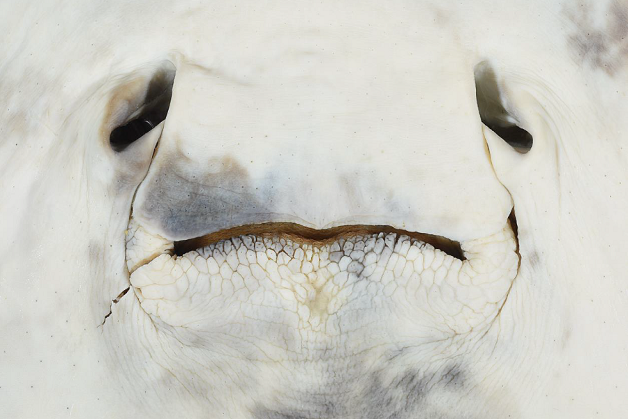 Close-up of the mouth and white underside of the newly named whipray.