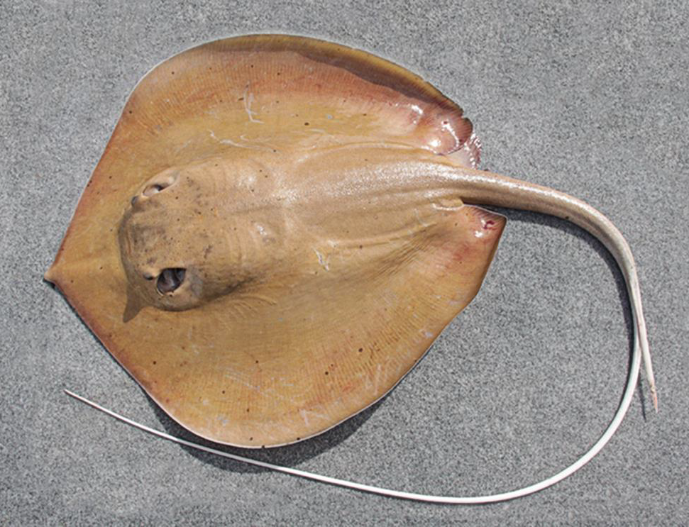 Dorsal side of a yellowish-grey coloured stingray with a long whip-like tail.