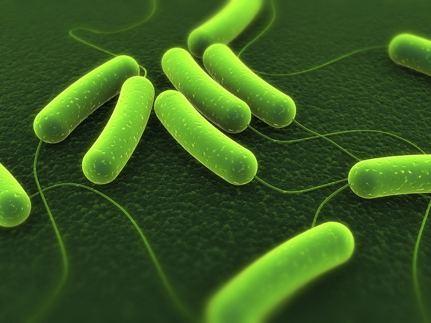 Bacterium close up.
