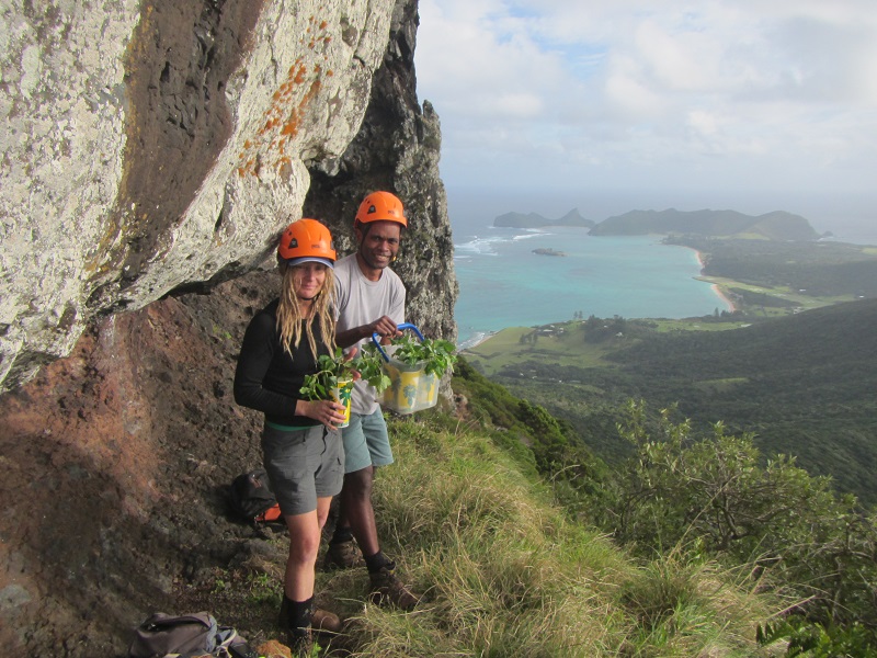 4Biocontrol allows us to manage weeds in inaccessible locations where other control methods aren't practical, like the mountains of Lord Howe Island. Credit: Lord Howe Island Board