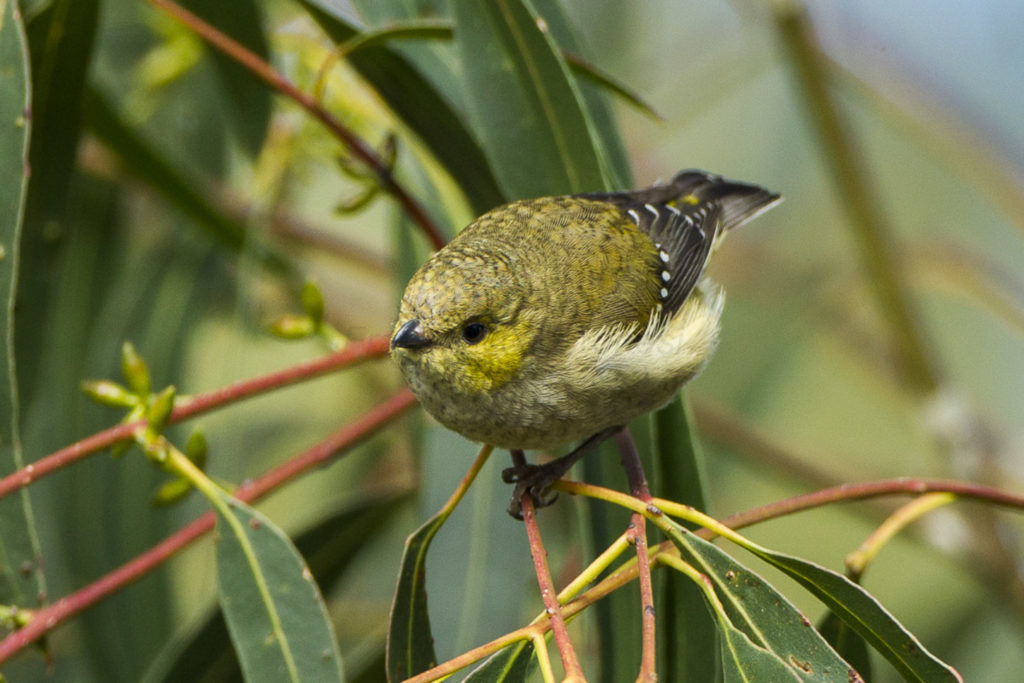 Close-up forty-spotted pardalote bird