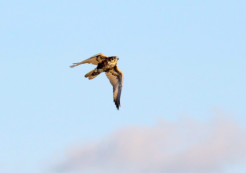 Brown falcon flying over sea, 150 km from land