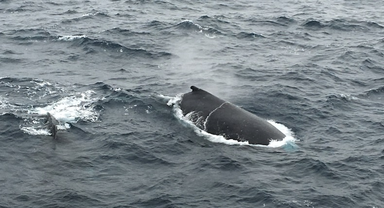 Two humpback whales came bobbing up to the ship during a CTD cast. Image - April Abbott. 