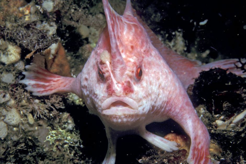 Pink handfish