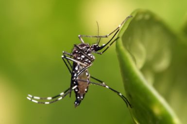 An aedes aegypti mosquito. Image: Muhammad Mahdi Karim