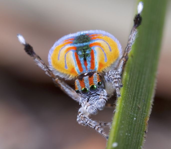 A male peacock spider