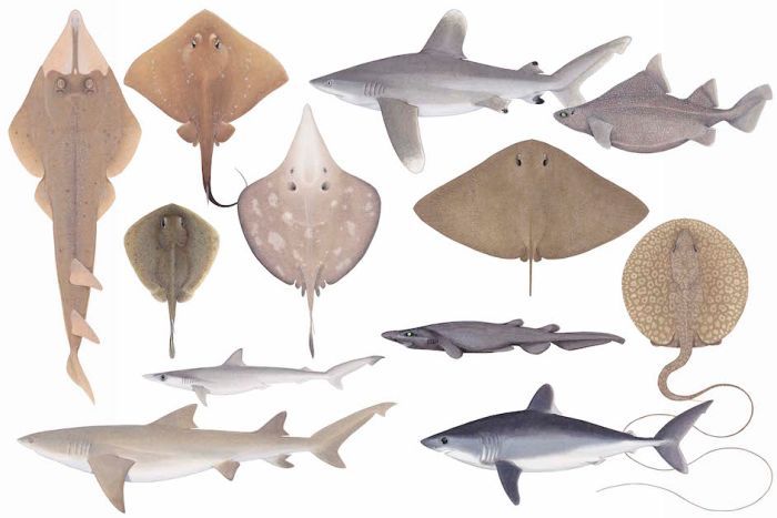 Illustrations of a range of rays and sharks 