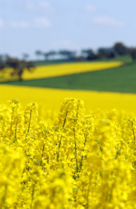 A field of canola.