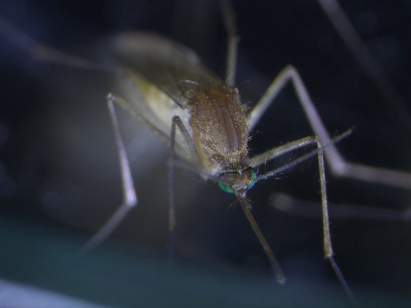 Egg-laying mosquitoes have been found in more than 20% of domestic rainwater tanks inspected in Melbourne homes. What can we do to keep them out?