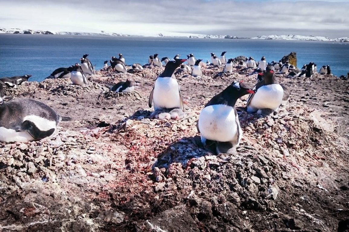 In the winter, this area is covered in snow and ice, but in the warmer months, Gentoo penguins colonise for breeding season.