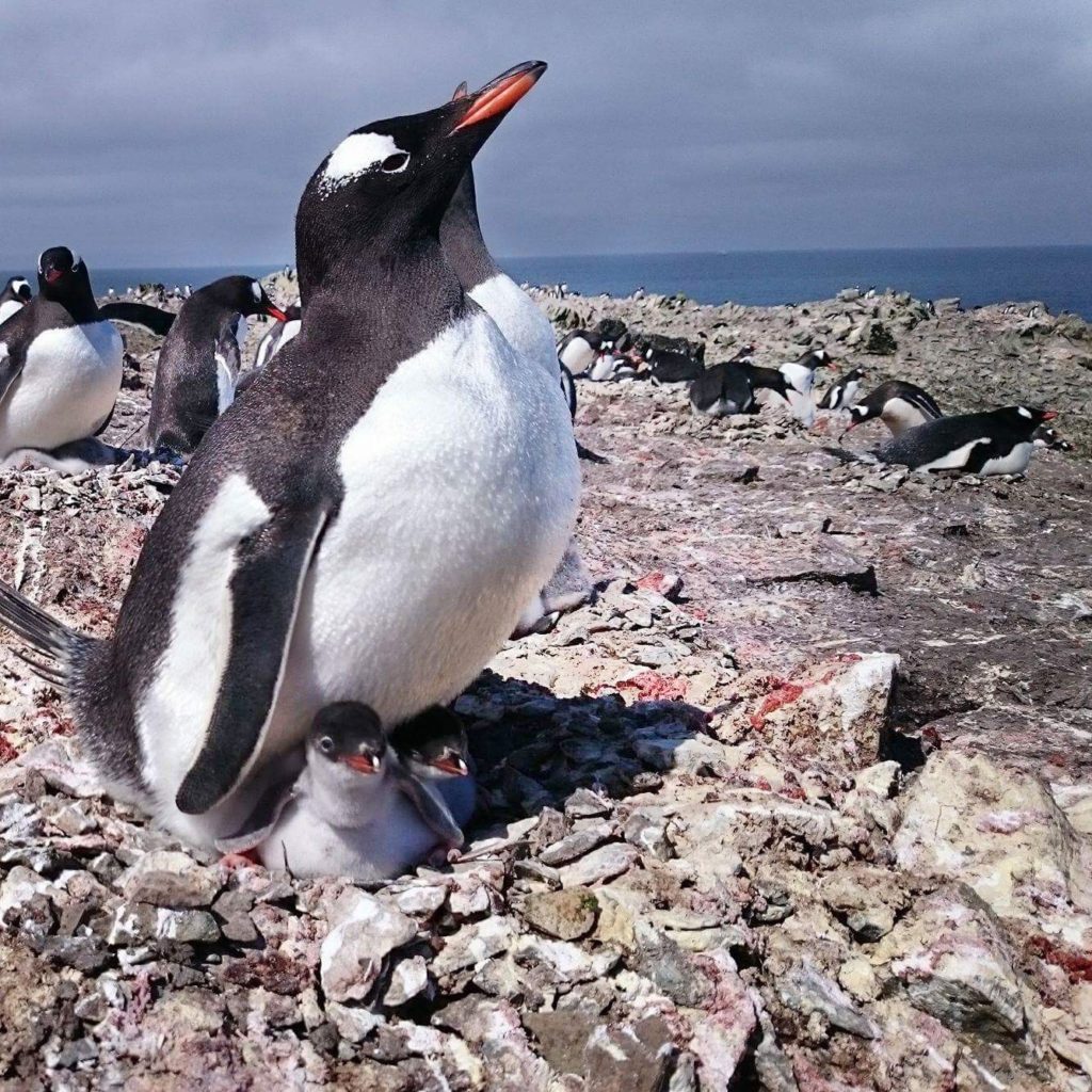 Gentoo penguins lay eggs in late November and usually have two chicks each summer.