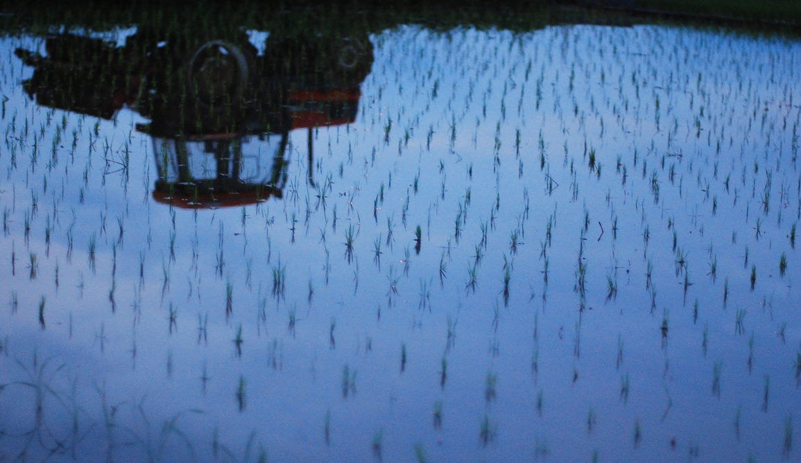 Rice paddies are one of the major sources of methane in agriculture. Amir Jina/Flickr, CC BY-NC-ND