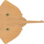 Painting of the upper side of a Raja parva skate by artist Lindsay Marshall showing a tan coloured ray with two eye like spots on its disc and a tail as long as its body.