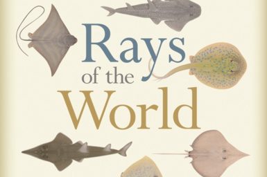 Cover of the book Rays of the World showing paintings of the upper sides of eight different ray species by artist Lindsay Marshall.