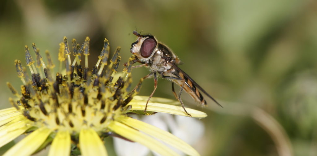 Flower flies are native pollinators. CSIRO Shattuck, Author provided