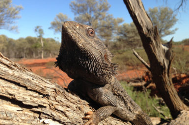 Bearded dragons can be genetically male but look like and function as females. Arthur Georges, Institute for Applied Ecology, University of Canberra, Author provided
