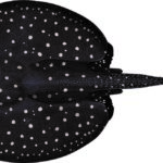 Painting of the upper side of a whiptail ray by artist Lindsay Marshall showing a black ray with small white spots and a short tail.