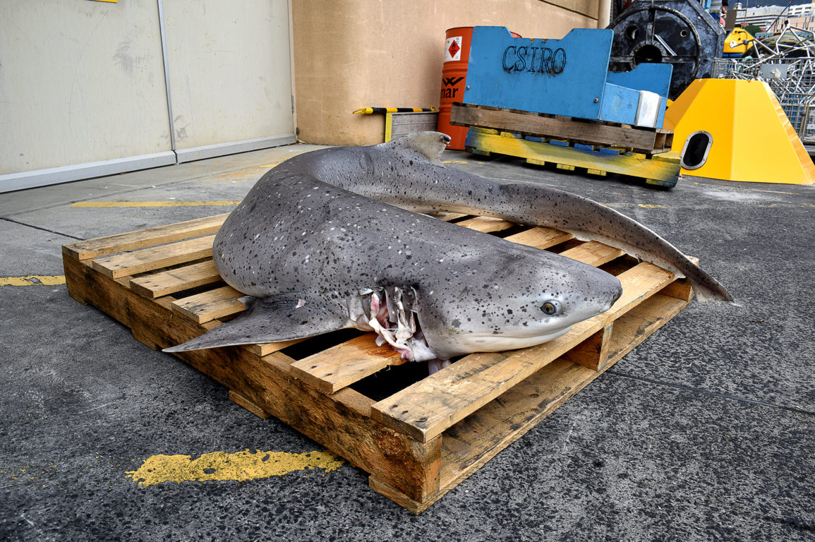 Mottled grey coloured Broadnose sevengill shark lying on a pallet on a concrete wharf.