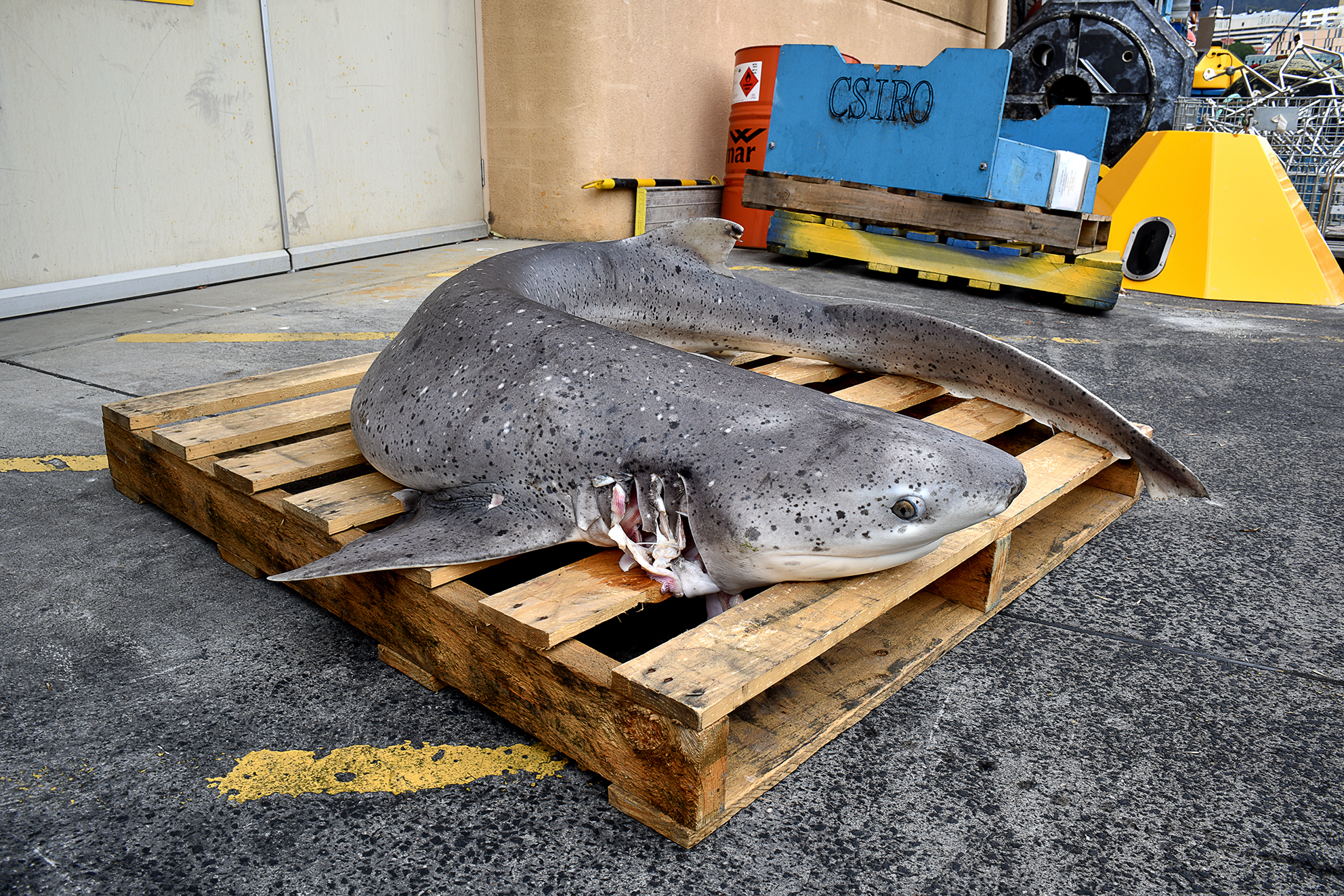 Mottled grey coloured Broadnose sevengill shark lying on a pallet on a concrete wharf.