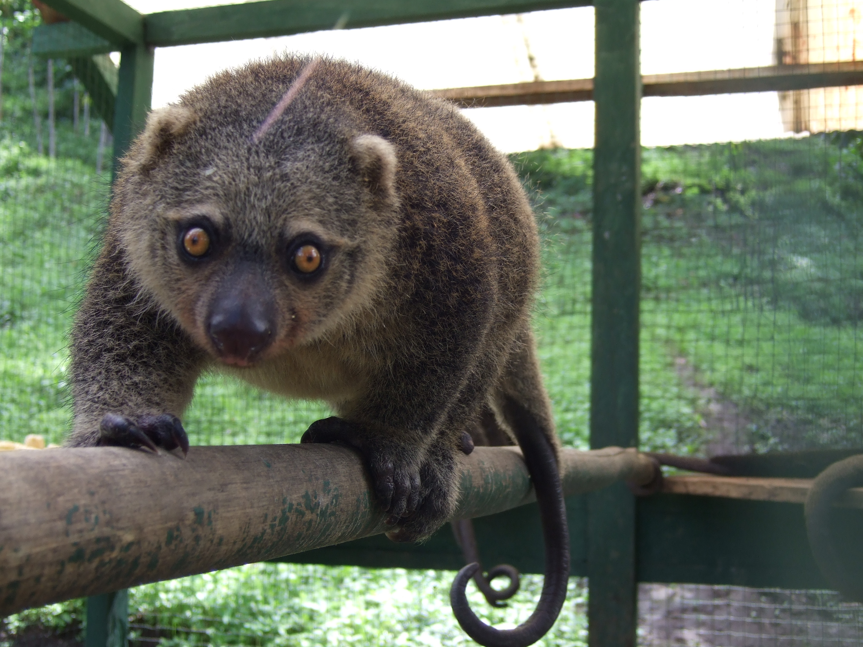 Quick facts about marsupials – CSIROscope
