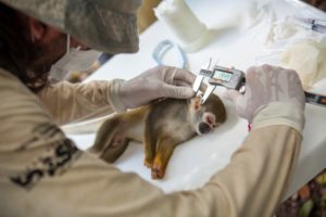 Scientist measures monkey