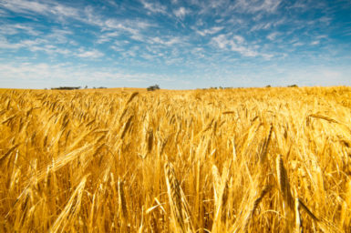 Fields of gold: Australia’s wheat industry contributes more than A$5 billion to the economy each year. Wheat image from www.shutterstock.com