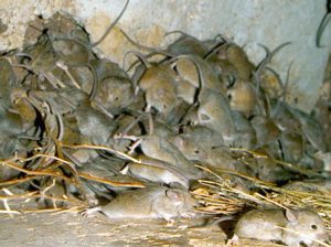 A plague of mice on a farm