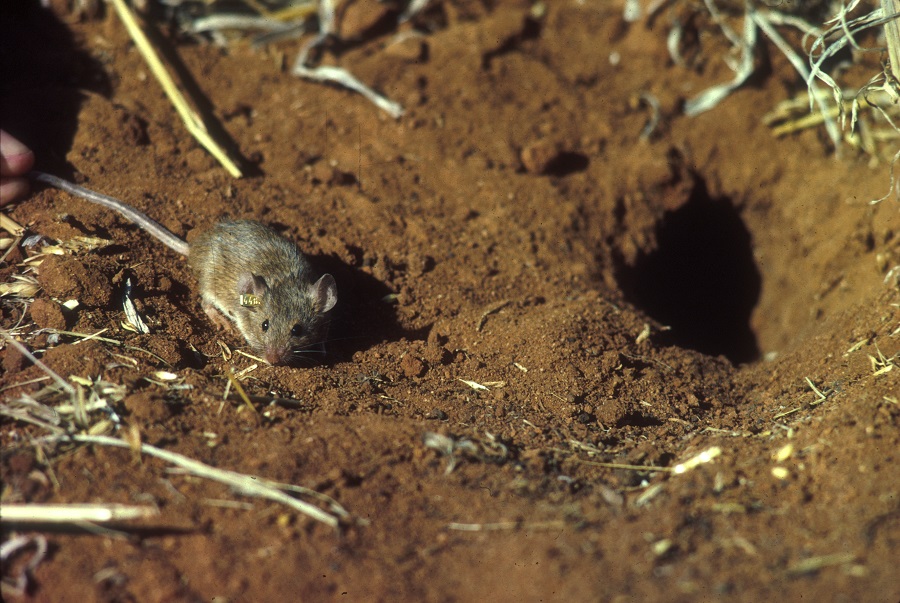 A single mouse near its burrow
