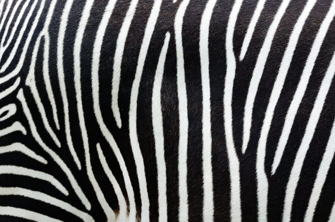 Close-up view of zebra stripes