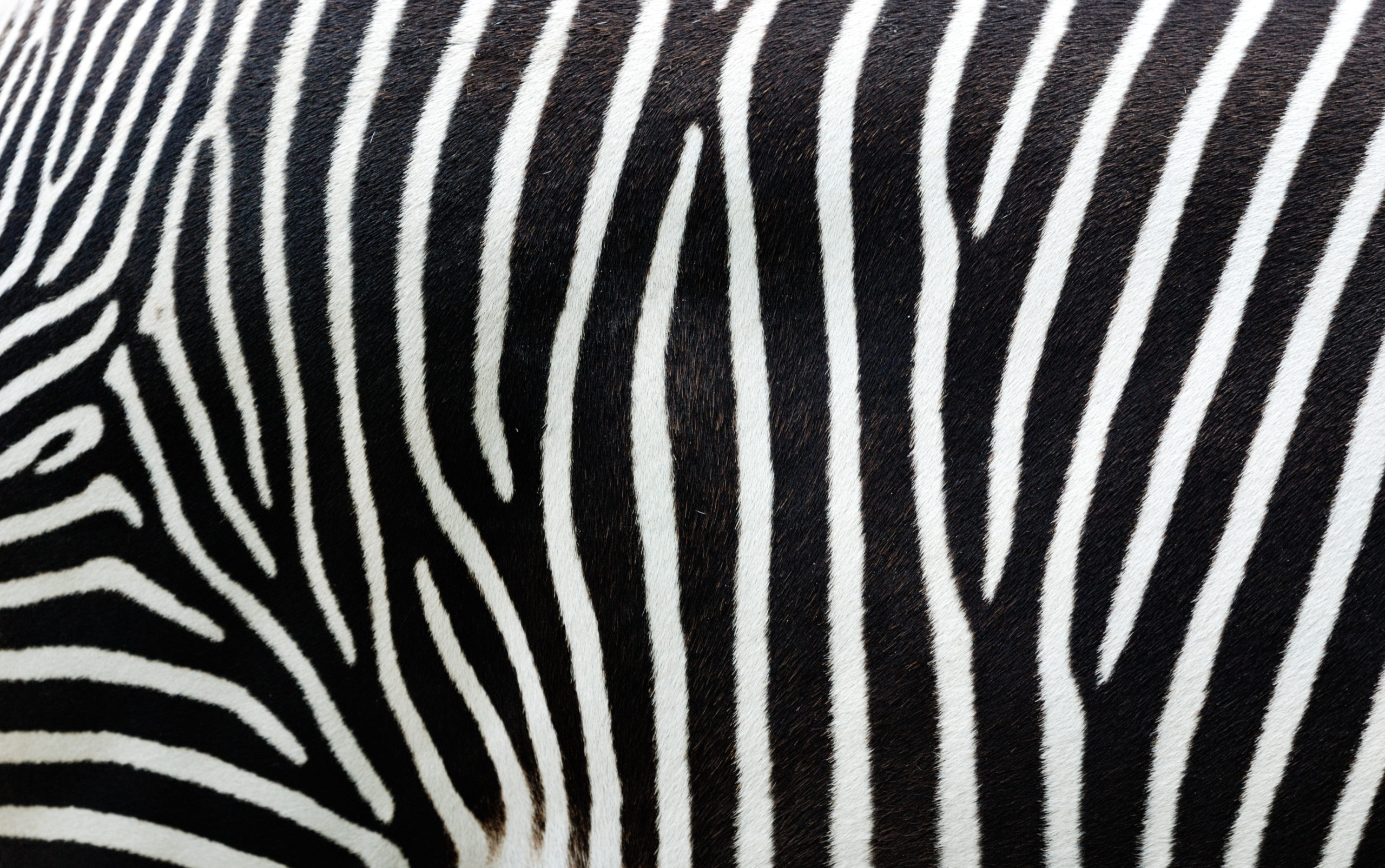Patterns in nature: How the zebra got its stripes – CSIROscope